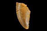 Raptor Tooth - Real Dinosaur Tooth #124782-1